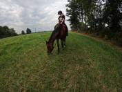 Cheval à vendre