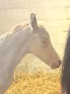 Foal SBSP perlino