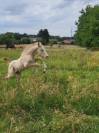 Foal SBSP perlino