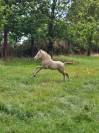 Foal SBSP perlino
