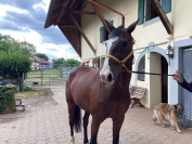 A placer gentil cheval 