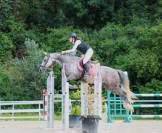 Mare French Saddle Pony For sale 2016 Grey
