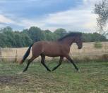 Pure Race Espagnole PP 3 ans 