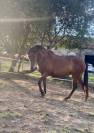 Pure Race Espagnole PP 3 ans 