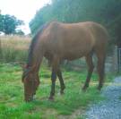 Pure Race Espagnole PP 3 ans 