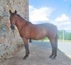 Pure Race Espagnole PP 3 ans 