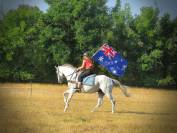 Gelding AQPS For sale 2015 Grey