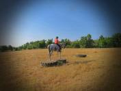 Gelding AQPS For sale 2015 Grey