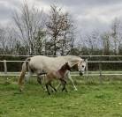 Poulinière PRE PP pleine 