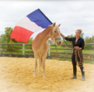Caballo castrado Haflinger En venta 2022 Palomino