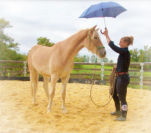 Caballo castrado Haflinger En venta 2022 Palomino