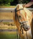 Caballo castrado Haflinger En venta 2022 Palomino