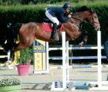 Hongre 13 ans  - SBS - 1M76 - CSO 125/135 