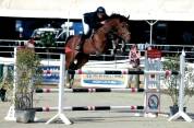 Hongre 13 ans  - SBS - 1M76 - CSO 125/135 