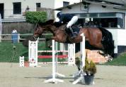 Hongre 13 ans  - SBS - 1M76 - CSO 125/135 