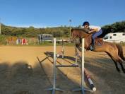 poney a vendre 