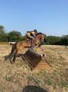 poney a vendre 