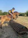 poney a vendre 