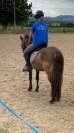 poney a vendre 