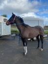 jument Pur-Sang Anglaise de 6 ans