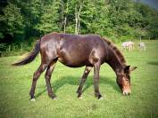 Mule de selle 