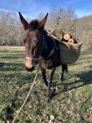 Mule de selle 