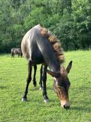 Mule de selle 