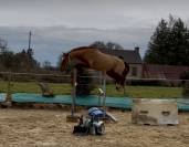 Poney potentiel gd prix