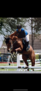 Poney potentiel as1 / as élite 