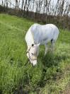 Pony welsh (sez b) 2010 h130