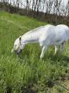 Pony welsh (sez b) 2010 h130