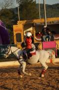 Pony welsh (sez b) 2010 h130