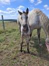 Pouliche PP RBP (croisée Appaloosa Fondation)