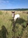 Pouliche PP RBP (croisée Appaloosa Fondation)