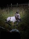 Pouliche PP RBP (croisée Appaloosa Fondation)