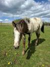 Pouliche PP RBP (crois&eacute;e Appaloosa Fondation)