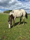 Pouliche PP RBP (crois&eacute;e Appaloosa Fondation)