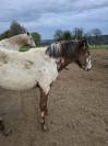 Pouliche PP RBP (crois&eacute;e Appaloosa Fondation)