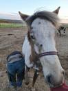 Pouliche PP RBP (crois&eacute;e Appaloosa Fondation)