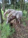 Pouliche PP RBP (crois&eacute;e Appaloosa Fondation)