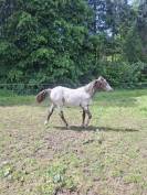 Pouliche PP RBP (crois&eacute;e Appaloosa Fondation)