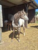 Veulen (vr) Appaloosa Te koop 2025 Isabel ,  Makee Cream Illusion