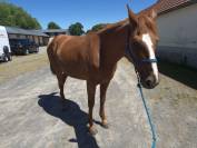 Cheval trotteur de réformes