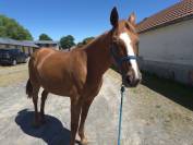 Cheval trotteur de réformes