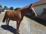 Cheval trotteur de réformes