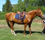 Pur sang arabe hongre 9 ans pour loisirs, randonnée, en