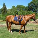 Pur sang arabe hongre 9 ans pour loisirs, randonnée, en
