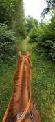Pur sang arabe hongre 9 ans pour loisirs, randonnée, en