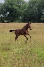 Poulain Untouchable 27