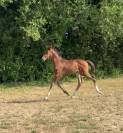 Poulain Untouchable 27
